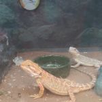 Petco