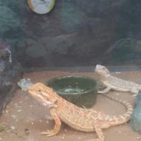 Petco ico