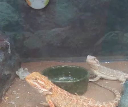 Petco