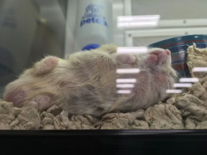 Petco Picture 4