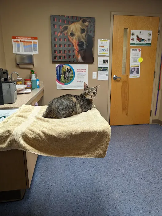 The Vet On Main Picture 2