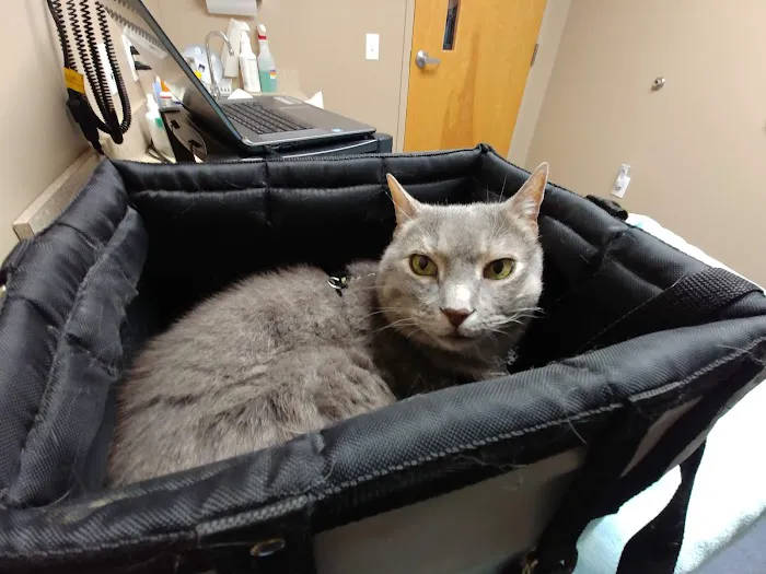The Vet On Main Picture 9