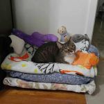 Alpha Veterinary Care