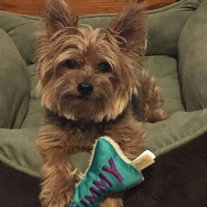 Alpha Veterinary Care Picture 5