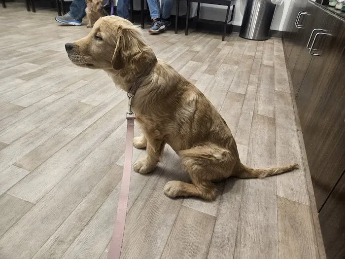 VIP Petcare Vaccination Clinic Picture 4