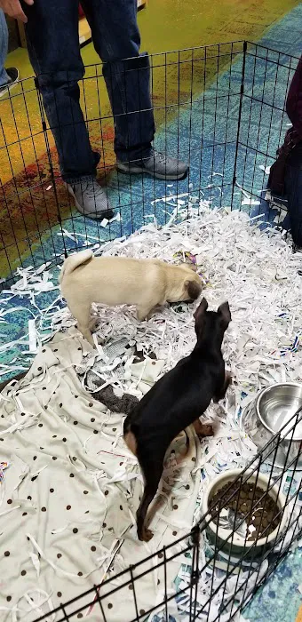ALL PETS CLUB Picture 2