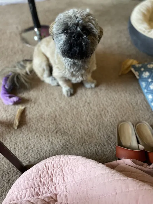 ALL PETS CLUB Picture 6