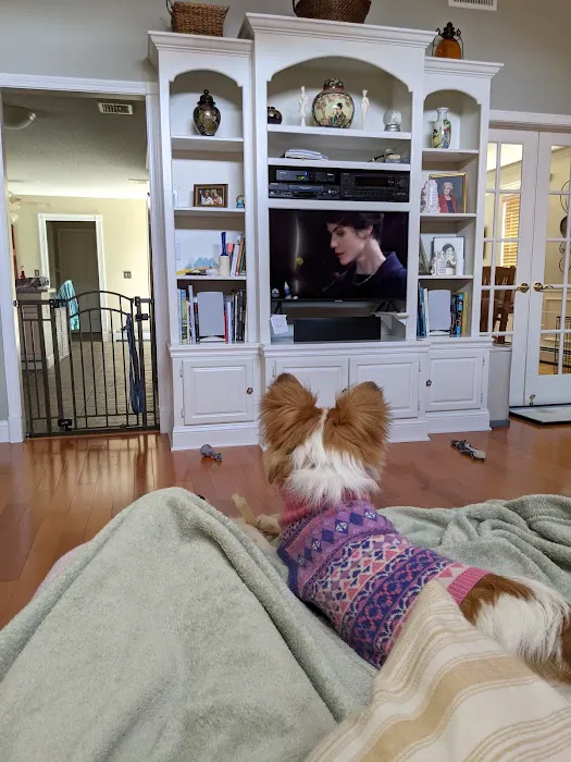 ALL PETS CLUB Picture 8
