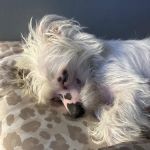 Petco
