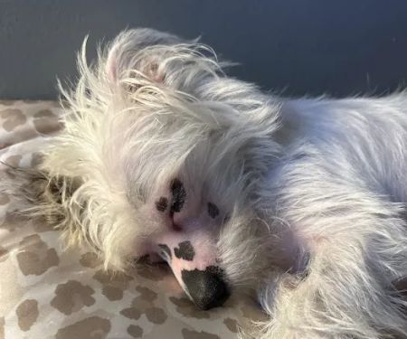 Petco