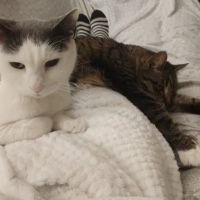 William Penn Veterinary Hospital ico