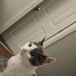 Vetco Vaccination Clinic