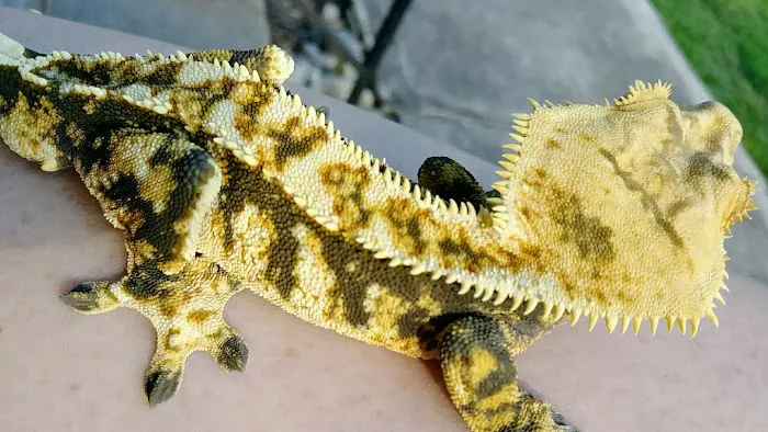 Gecko Crazy Picture 1