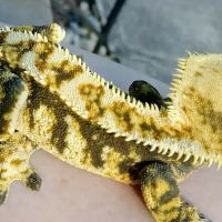 Gecko Crazy ico