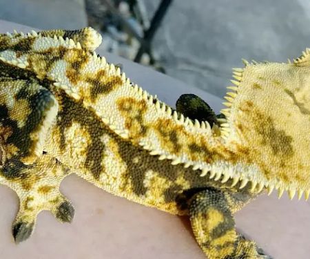 Gecko Crazy