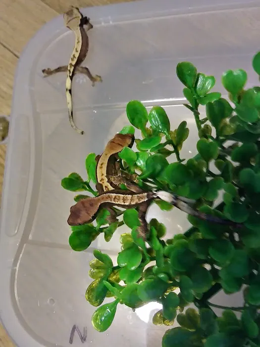 Gecko Crazy Picture 2