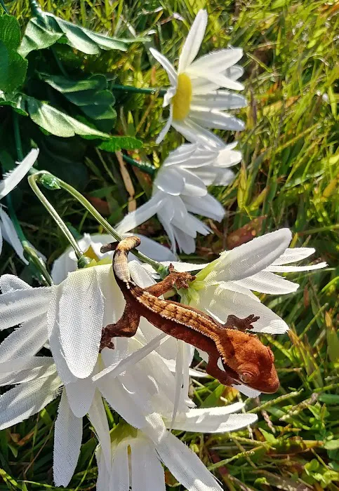 Gecko Crazy Picture 3