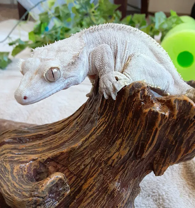 Gecko Crazy Picture 4