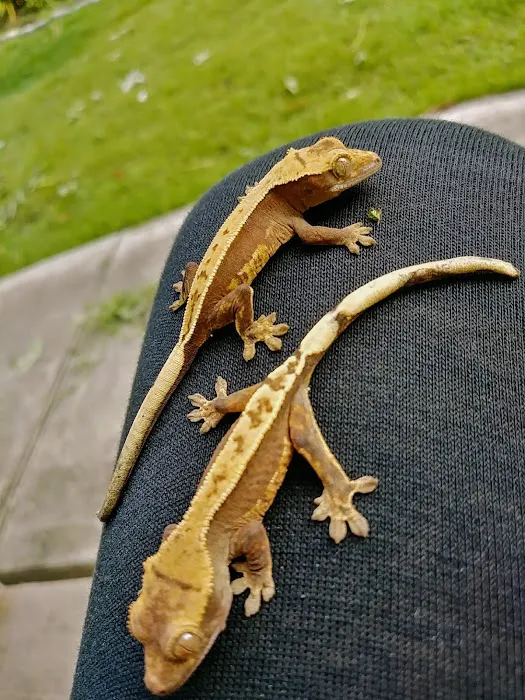 Gecko Crazy Picture 7