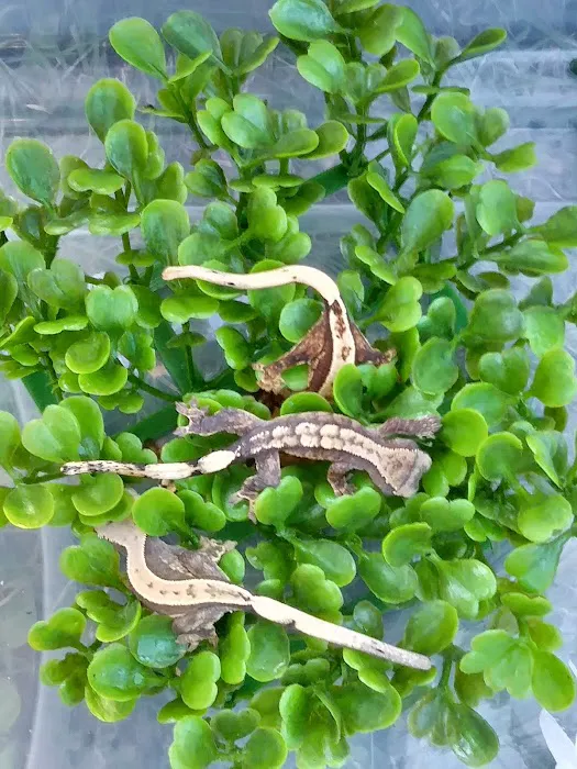 Gecko Crazy Picture 6