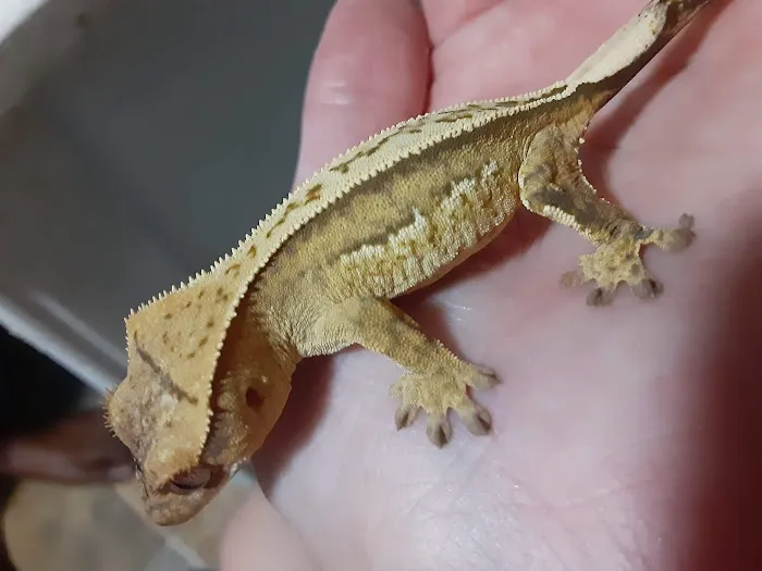 Gecko Crazy Picture 10