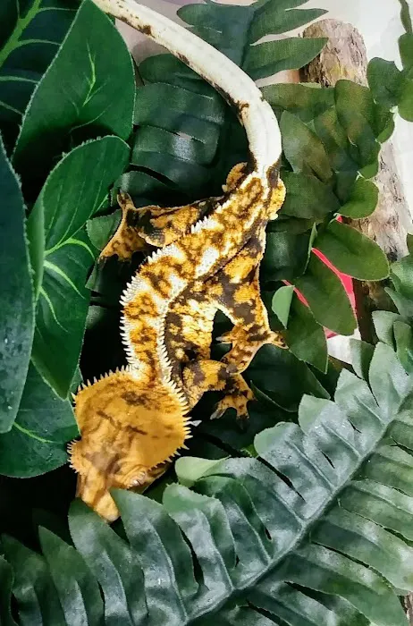 Gecko Crazy Picture 8