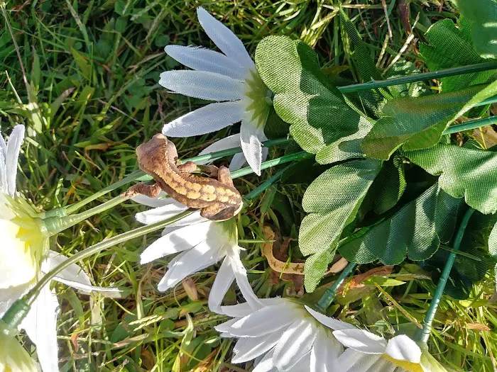 Gecko Crazy Picture 9