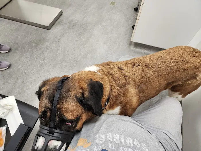 Cummings Veterinary Hospital Picture 3