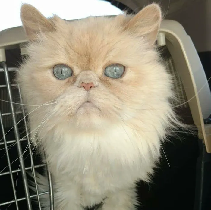 Cummings Veterinary Hospital Picture 6
