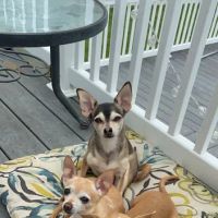 Cummings Veterinary Hospital ico