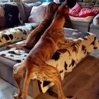 Petco ico