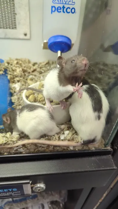 Petco Picture 8