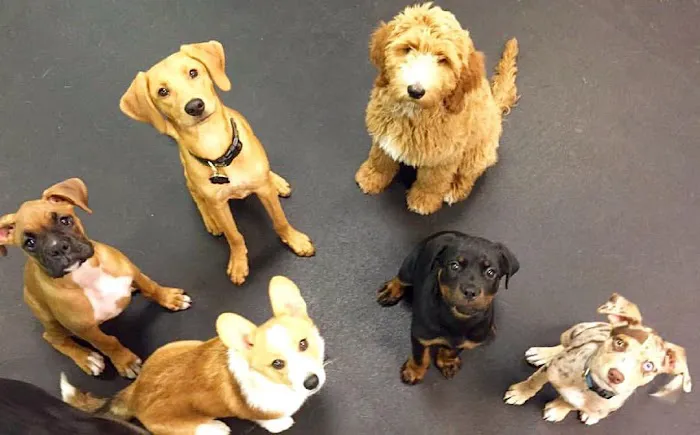 Dogology Canton- Adoption Shop Picture 5