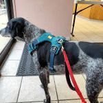 North Saucon Animal Hospital