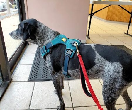 North Saucon Animal Hospital