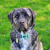 Christmas City Veterinary Hospital ico