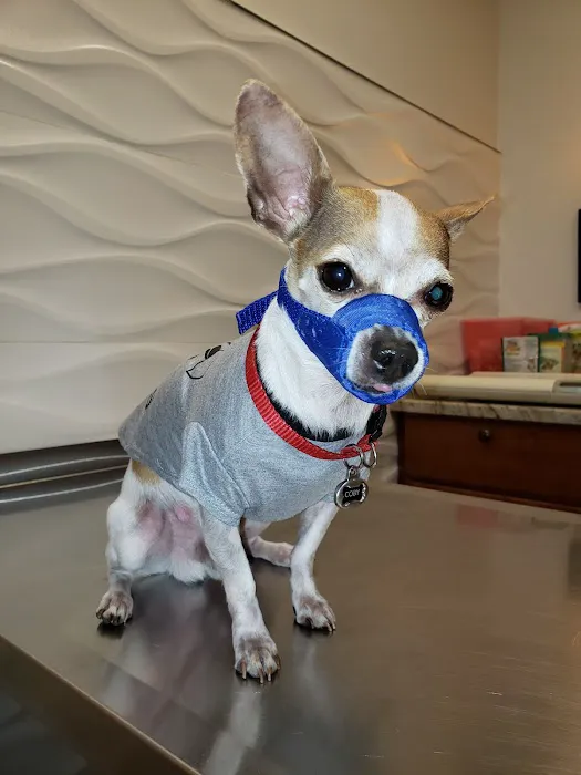 Christmas City Veterinary Hospital Picture 5