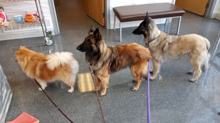 Christmas City Veterinary Hospital Picture 10