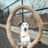 Canis Mountain Outfitters ico