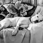 Animal Hospital of Clinton-Perryville