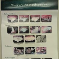 Warren Animal Hospital: Mahan Jennifer DVM ico