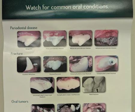 Warren Animal Hospital: Mahan Jennifer DVM