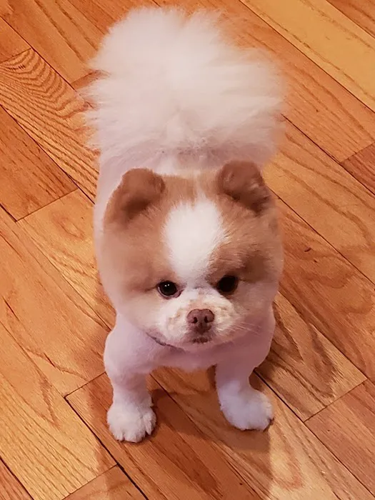 Westhampton Pet Picture 10