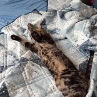 Warren Animal Hospital ico