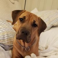 Animal Health Center ico