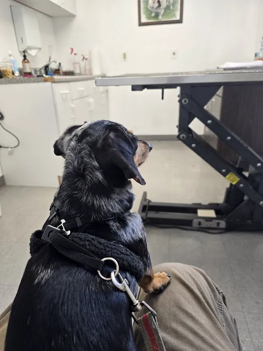 All4Paws Vet Clinic Picture 2