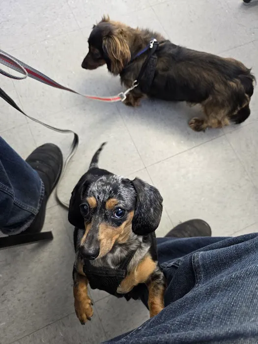 All4Paws Vet Clinic Picture 1