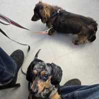 All4Paws Vet Clinic ico