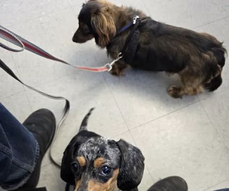 All4Paws Vet Clinic