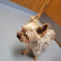 Harmony Animal Hospital: Epple W N DVM ico